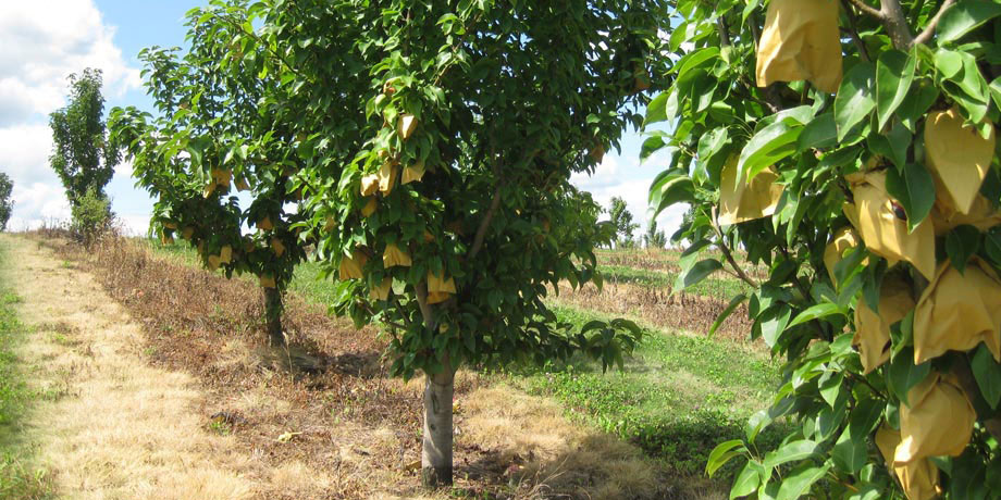Best Asian Pear Tree Varieties Rona Mantar