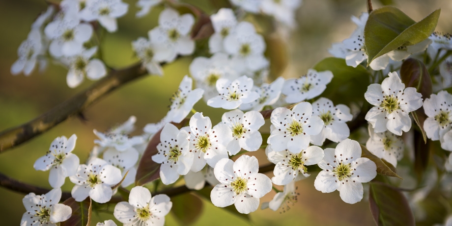 Asian Pear Blossoms