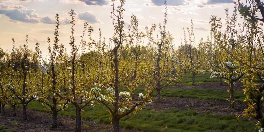 Springtime Asian Pear Trees