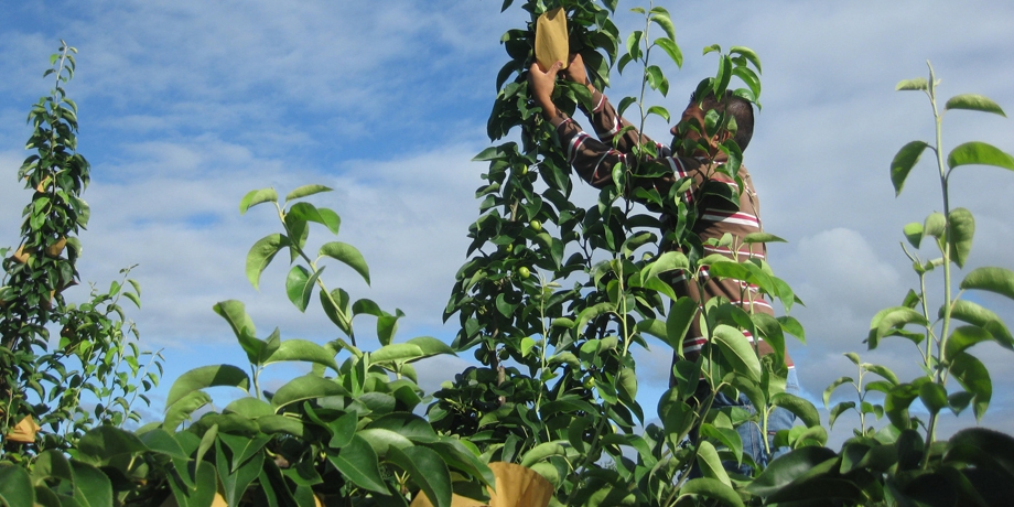 Asaju Asian Pear Trees