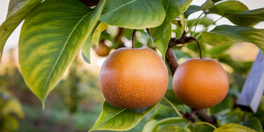 Asian Pears harvest time