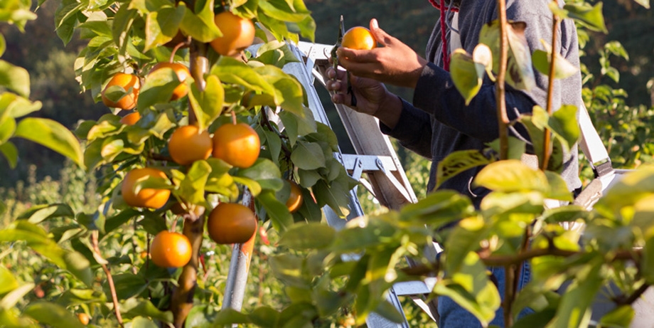 Harvesting Asian Pears