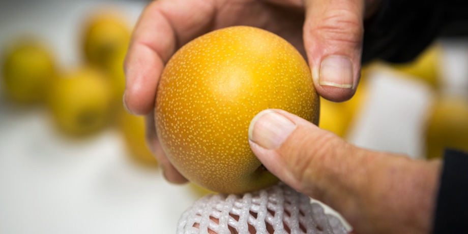 Selecting Asian Pears for gifts