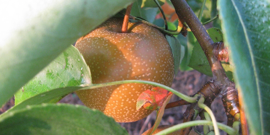 Asian Pear at dawn