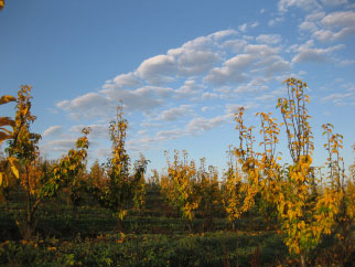 Asian Pear Trees