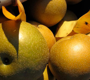 Asian pears, fruits of Pyrus pyrifolia