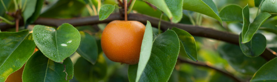 Japanese Pear