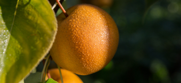 Subarashii Kudamono Asian Pears