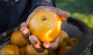 Asian Pear Grown in Pennsylvania